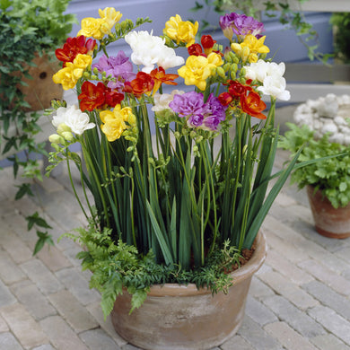 Freesia double Mix ( Rainbow ) 5 Bulb-Tuber