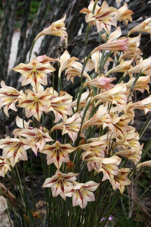 Gladiolus ( West Lake ) x3 Bulb-Tuber