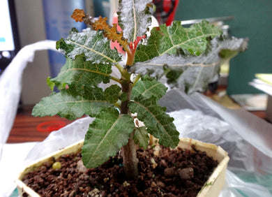 Boswellia Nana (3 Seeds) Caudex Socotra .