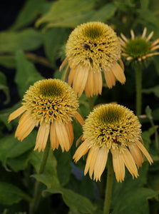 Coneflower Echinacea ( Camouflage ) x1 Bulb-Tuber