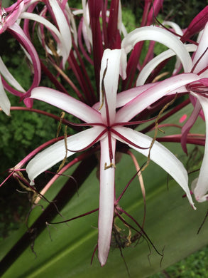 Spider Lily Hymenocallis ( Octopus )  x1 Bulb-Tuber