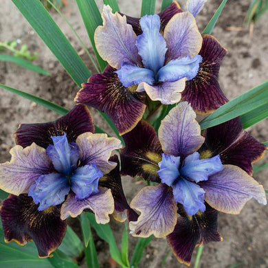 Iris ( Trio Perfecto )  x1 Bulb-Tuber