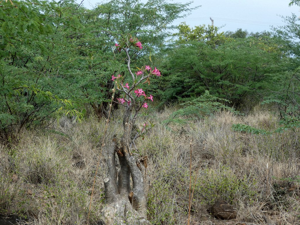 Adenium multiflorum (5 Seeds) Caudex South Africa