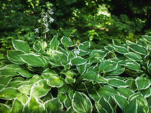 Hosta ( Classic ) x1 Bulb-Tuber