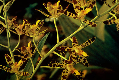 Ansellia gigantea (10 Seeds) Angola