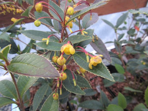 Berberis malipoensis (10 Seeds) China