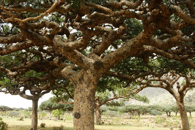 Boswellia socotrana (5 Seeds) Caudex Socotra