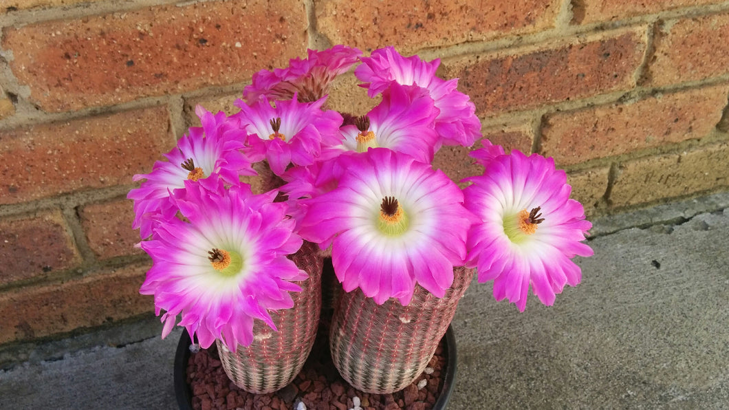 Echinocereus Rigidissimus Rubrispinus (30 Seeds) Cacti