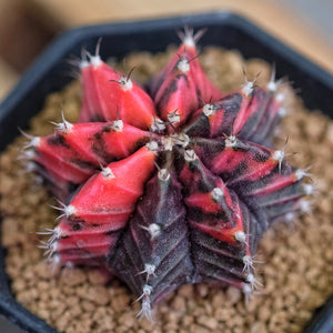 Gymnocalycium Mihanovichii (10 Seeds) Cacti