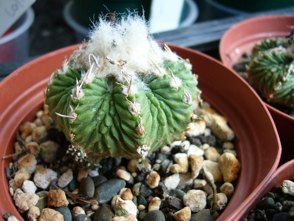 Aztekium ritteri (20 Seeds) Cacti Mexico