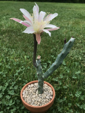 Cereus spegazzinii (12 Seeds) Cacti