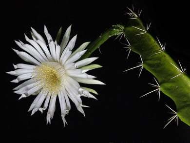 Acanthocereus tetragonus (1000 Seeds) Cacti  Texas