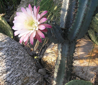 Cereus aethiops (10 Seeds) Cacti