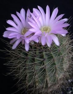 Acanthocalycium spiniflorum (100 Seeds) Cacti Argentina