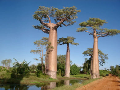 Adansonia digitata BaoBab (10 Seeds) Caudex Madagascar