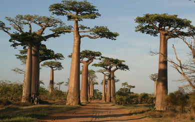 Adansonia grandidieri (10 Seeds) Grandidier Baobab, Caudex Madagascar