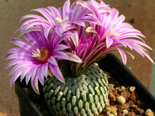 Load image into Gallery viewer, Turbinicarpus pseudopectinatus (30 Seeds) Cacti Mexico