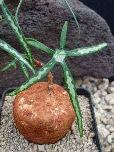 Adenia kirkii ( 3 Seeds) アデニアキルキイ種子 Caudex Tanzania