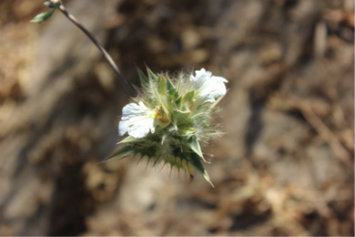 Blepharis dhofarensis (10 Seeds)