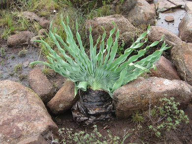 Boophone disticha ( 6 Seeds) Caudex