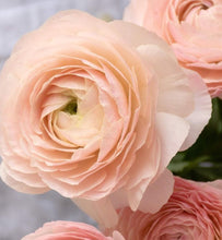 Load image into Gallery viewer, Ranunculus Tiara 5 Bulb-Tuber