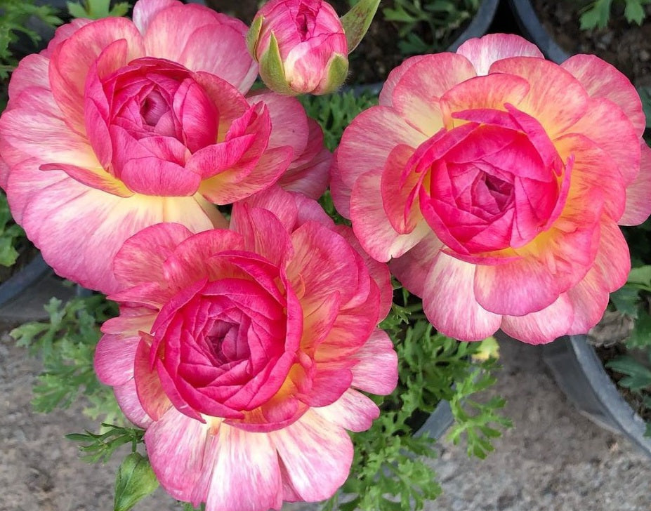 Ranunculus Pink Beauty 5 Bulb-Tuber