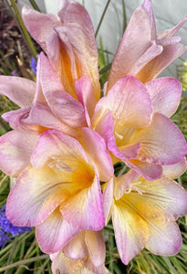 Freesia Lucky Girl 5 Bulb-Tuber