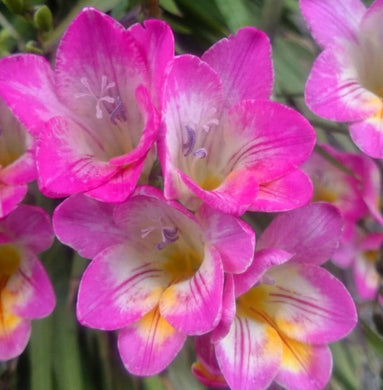 Freesia Pink Bush 5 Bulb-Tuber