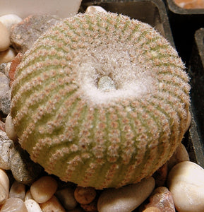 Yavia cryptocarpa (10 Seeds) Cacti Bolivia