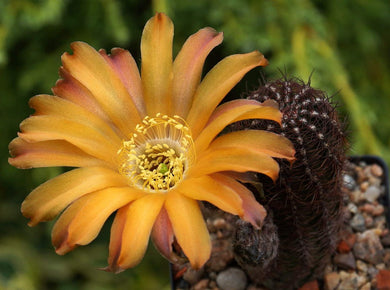 Lobivia famatimensis (Echinopsis) 10 seeds Cacti