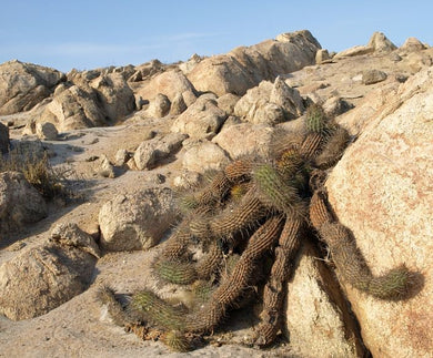 Haageocereus tenuis 10 seeds Cacti