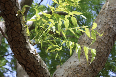 Boswellia dalzielii (5 Seeds) Kenya