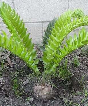 Encephalartos Latifrons 5 Seeds Caudex South Africa