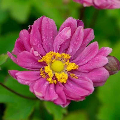 Anemone ( Pink Granny ) x4 Bulb-Tuber