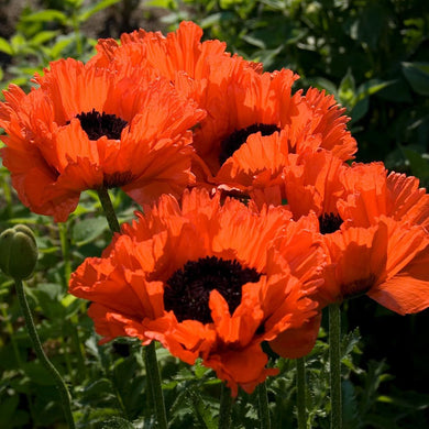 Poppy Papaver ( I know You Want Me ) x1 Bulb-Tuber