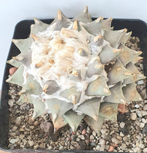 Load image into Gallery viewer, Ariocarpus retusus scapharostroides LIVE PLANT #09663 For Sale