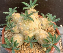 Load image into Gallery viewer, DORSTENIA WASHRANII LIVE PLANT #07553 For Sale