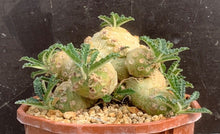 Load image into Gallery viewer, DORSTENIA WASHRANII LIVE PLANT #07553 For Sale