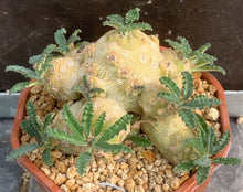 Load image into Gallery viewer, DORSTENIA WASHRANII LIVE PLANT #07553 For Sale