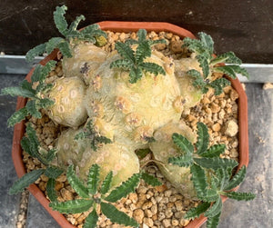 DORSTENIA WASHRANII LIVE PLANT #07553 For Sale