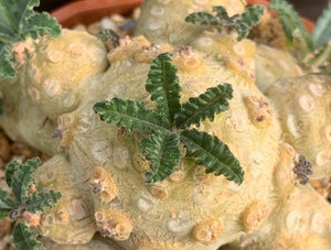 DORSTENIA WASHRANII LIVE PLANT #07553 For Sale