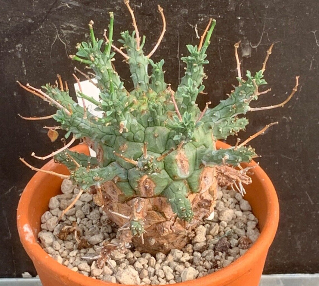 EUPHORBIA DECEPTA LIVE PLANT #05673 For Sale