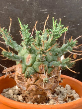 Load image into Gallery viewer, EUPHORBIA DECEPTA LIVE PLANT #05673 For Sale