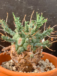 EUPHORBIA DECEPTA LIVE PLANT #05673 For Sale