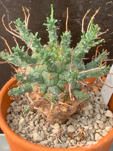 EUPHORBIA DECEPTA LIVE PLANT #05673 For Sale