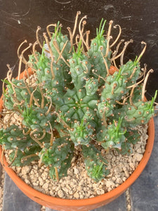 EUPHORBIA PENTOPS LIVE PLANT #8553 For Sale