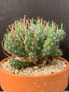 EUPHORBIA PENTOPS LIVE PLANT #8553 For Sale