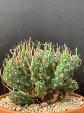 Load image into Gallery viewer, EUPHORBIA PENTOPS LIVE PLANT #8553 For Sale