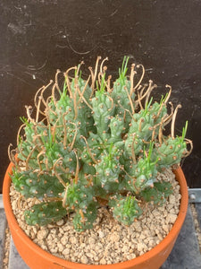 EUPHORBIA PENTOPS LIVE PLANT #8553 For Sale