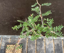 Load image into Gallery viewer, COMMIPHORA MONSTROSA LIVE PLANT #0675 For Sale